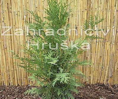 zerav - Thuja plicata 'Kürnik'