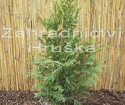 zerav - Thuja plicata 'Kürnik'