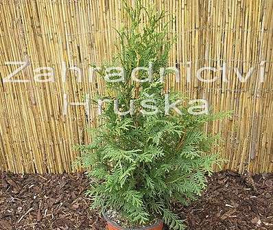 zerav - Thuja plicata 'Kürnik'