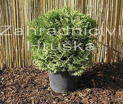 zerav - Thuja occ. 'Tiny Tim'