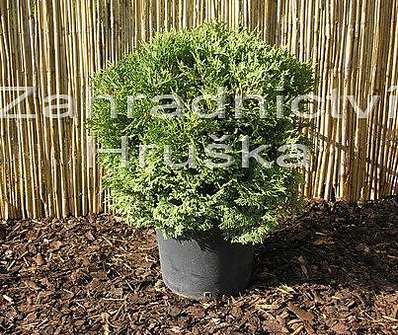 zerav - Thuja occ. 'Tiny Tim'