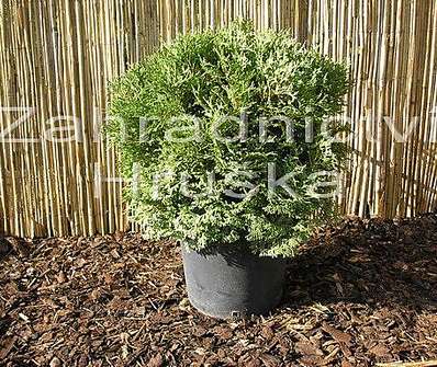 zerav - Thuja occ. 'Tiny Tim'