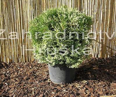 zerav - Thuja occ. 'Tiny Tim'