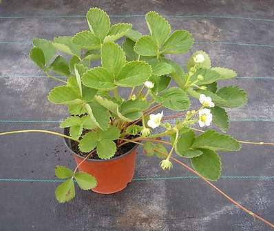 Jahoda Ostara