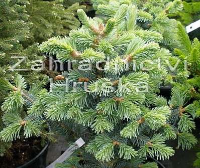 jedle - Abies lasiocarpa 'Compacta'