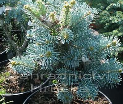 jedle - Abies lasiocarpa 'Compacta'