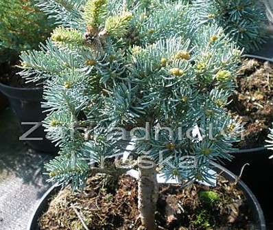 jedle - Abies lasiocarpa 'Compacta'