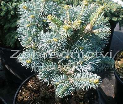 jedle - Abies lasiocarpa 'Compacta'