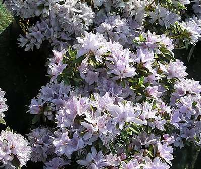 Rhododendron impeditum