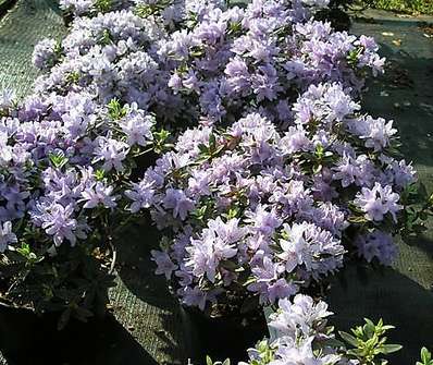 Rhododendron impeditum