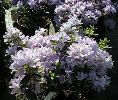Rhododendron impeditum