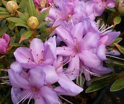 Rhododendron impeditum
