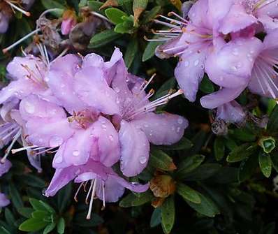 Rhododendron impeditum