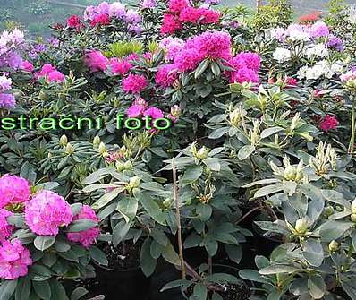 Rhododendron 'Karibia'