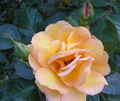 Růže Maygold