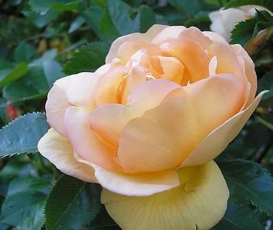 Růže Maygold
