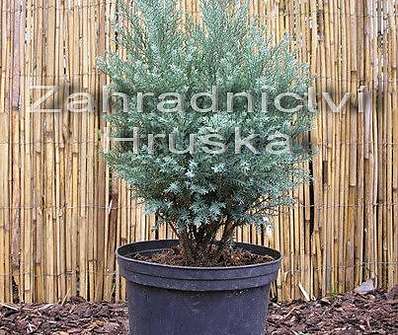 cypřišek - Chamaecyparis lawsoniana 'Blue Surprise'