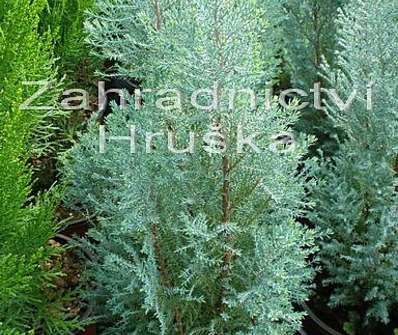 cypřišek - Chamaecyparis lawsoniana 'Blue Surprise'