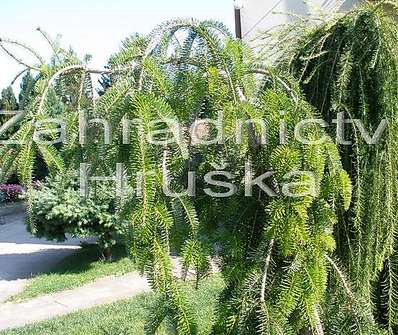 jedle - Abies nordmanniana 'Pendula'.