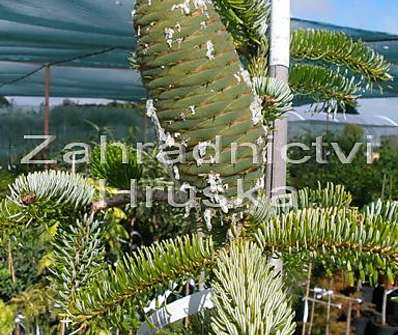 jedle - Abies nordmanniana 'Pendula'.