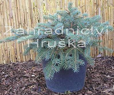 smrk - Picea mariorica 'Machala'