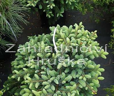 smrk - Picea mariorica 'Machala'