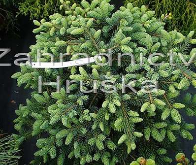 smrk - Picea mariorica 'Machala'