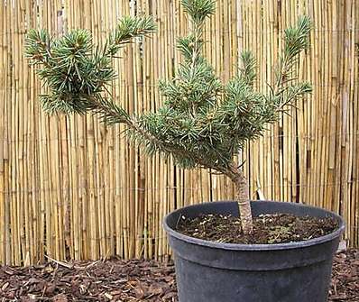 smrk - Picea abies 'WB Praha'