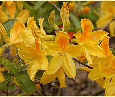 Azalea knaphill 'Gold Topas'