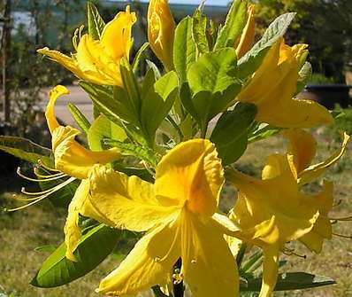 Azalea knaphill 'Gold Topas'