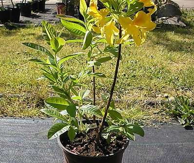 Azalea knaphill 'Gold Topas'