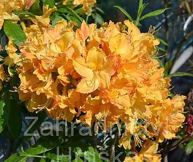 Azalea knaphill 'Gold Topas'