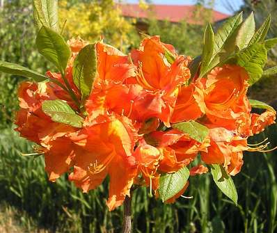 Azalea knaphill 'Bakarat'