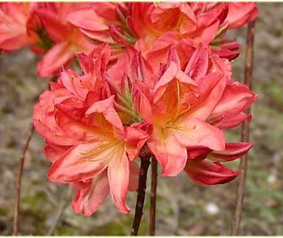 Azalea knaphill 'Fireball'