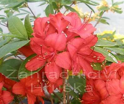 Azalea knaphill 'Nabucco'