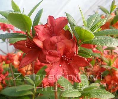 Azalea knaphill 'Nabucco'