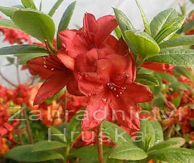 Azalea knaphill 'Nabucco'