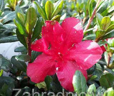 Azalea japonica 'Maruschka'