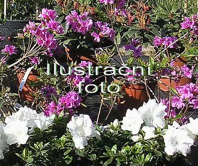 Azalea japonica Kermesína