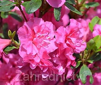 Azalea japonica 'Babuschka'