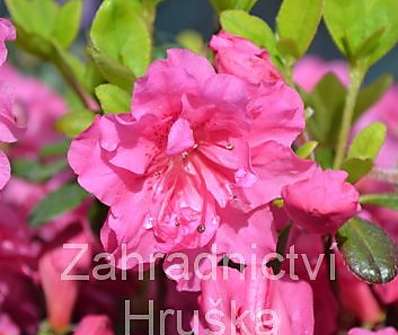 Azalea japonica 'Babuschka'