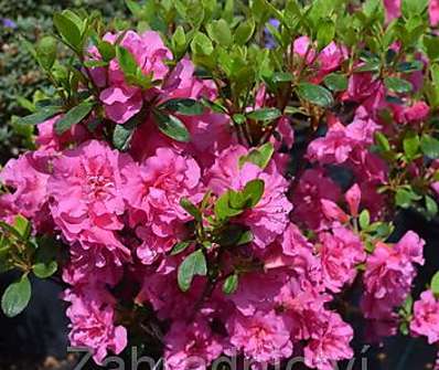 Azalea japonica 'Babuschka'