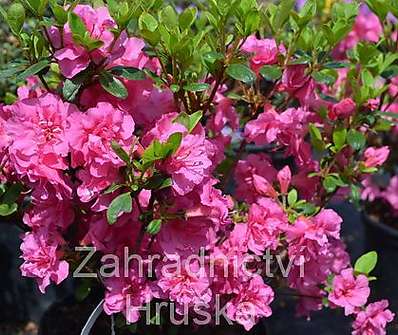 Azalea japonica 'Babuschka'