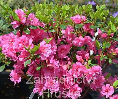 Azalea japonica 'Babuschka'