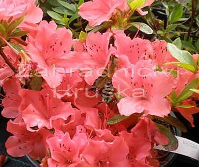 Azalea japonica 'Geisha Orange' ( syn. Satschiko )
