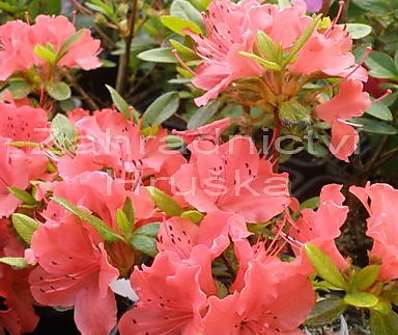 Azalea japonica 'Geisha Orange' ( syn. Satschiko )