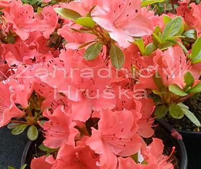 Azalea japonica 'Geisha Orange' ( syn. Satschiko )