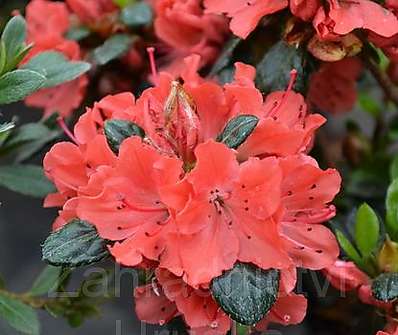 Azalea japonica 'Geisha Orange' ( syn. Satschiko )