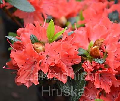 Azalea japonica 'Geisha Orange' ( syn. Satschiko )