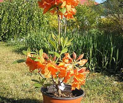 Azalea knaphill 'Bakarat'